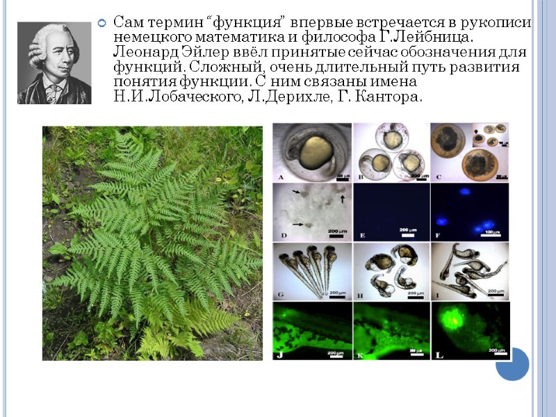 Сам термин “функция” впервые встречается в рукописи немецкого математика и философа Г.Лейбница. Леонард Эйлер